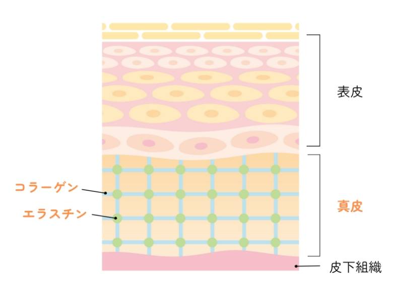 肌の3つの層について